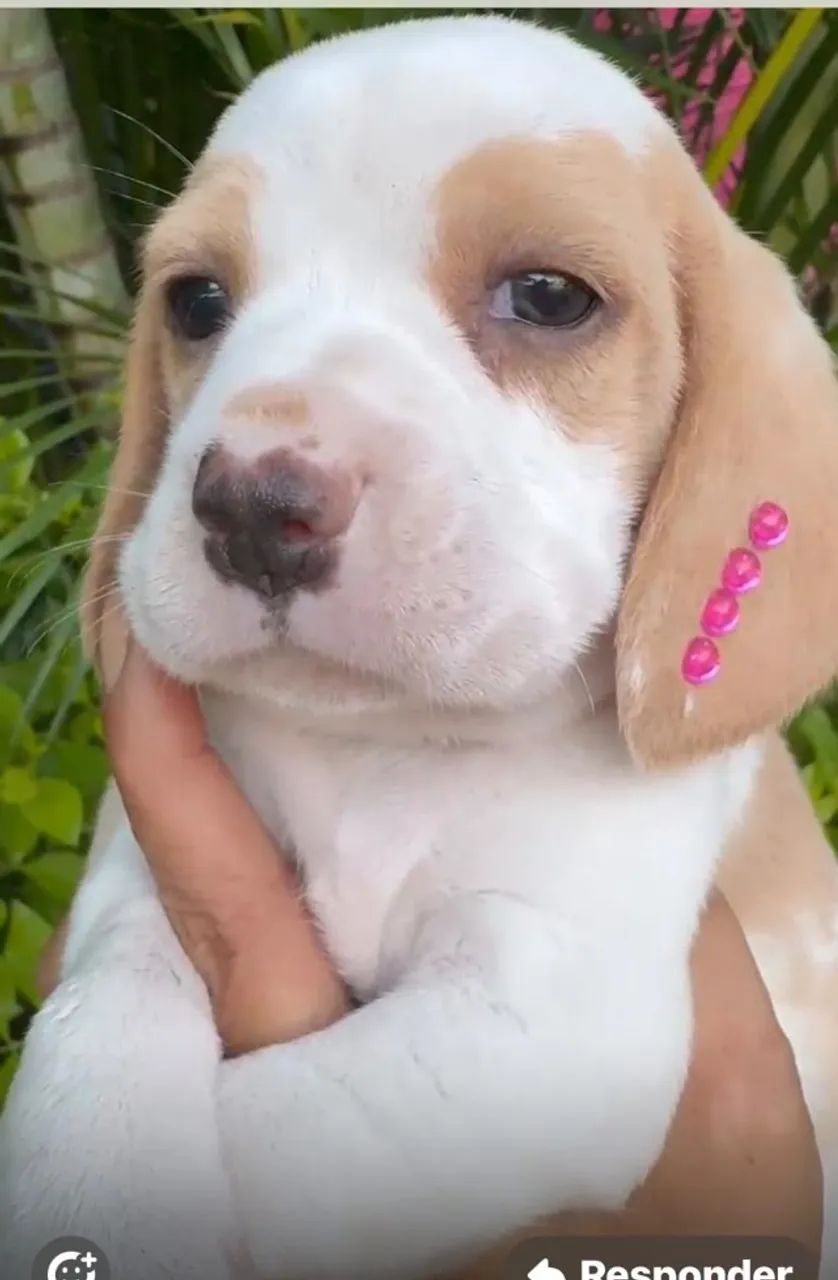 Beagle saudavel 