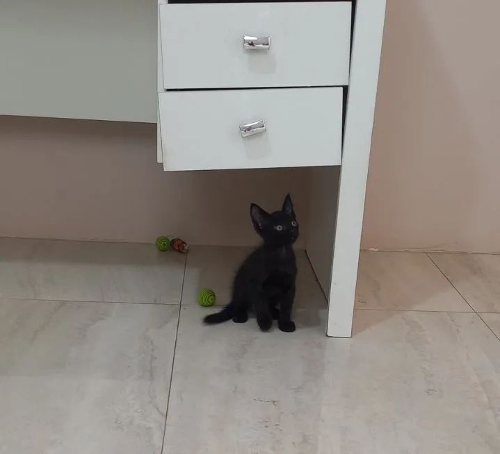 Adoção Responsável  - Foto 2