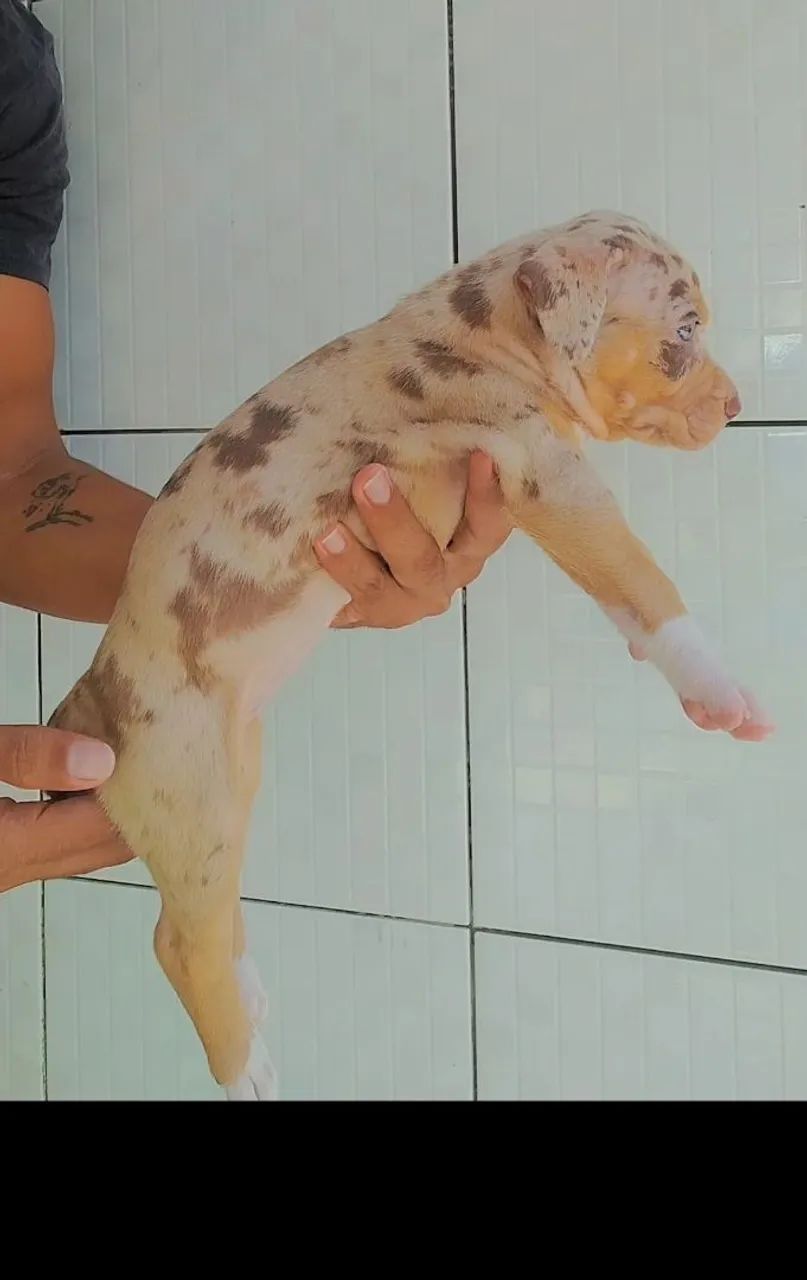 Pit Monster 