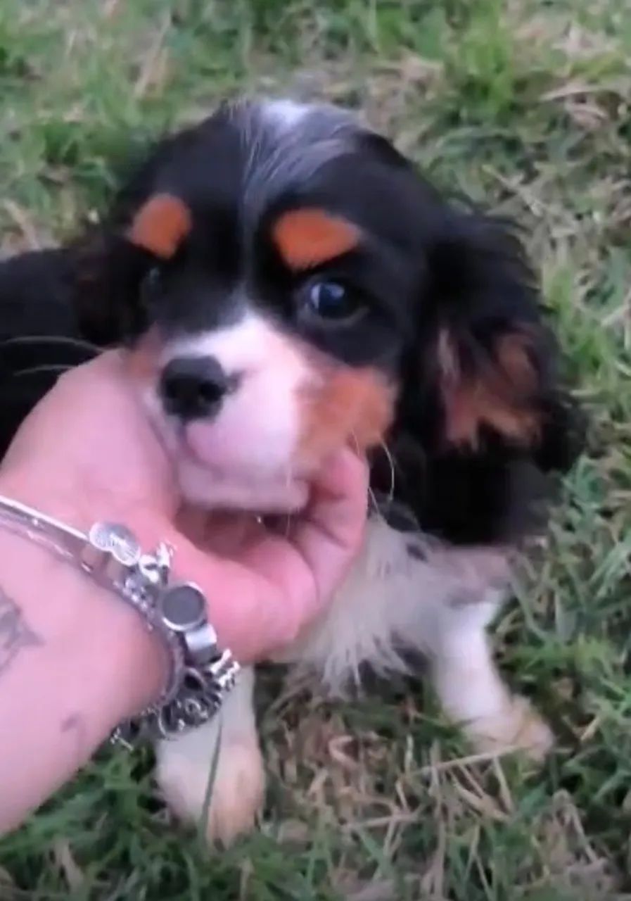 Cavalier King Spaniel  - Foto 2