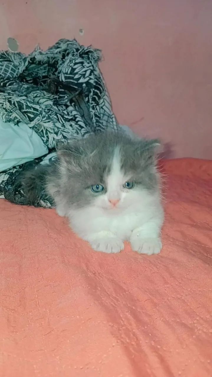 Gato persa - Foto 2
