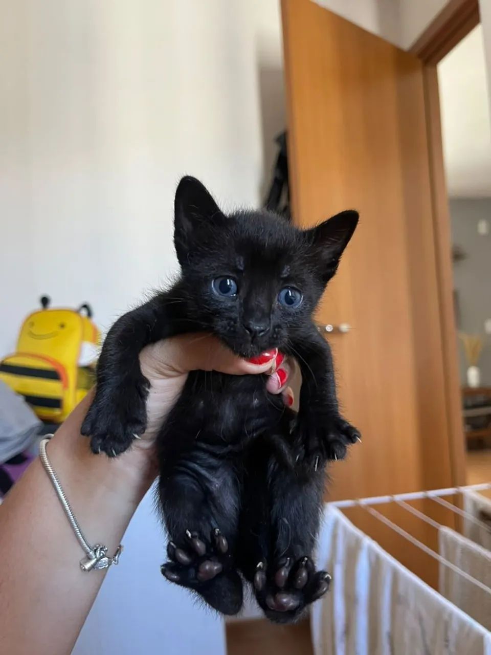 Gatinhos doação  - Foto 3