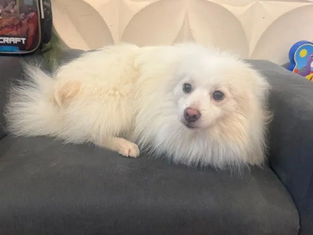 Lindo Spitz Alemão Macho!