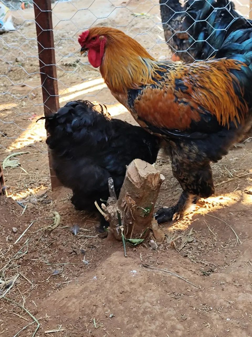 Casal de Brama.