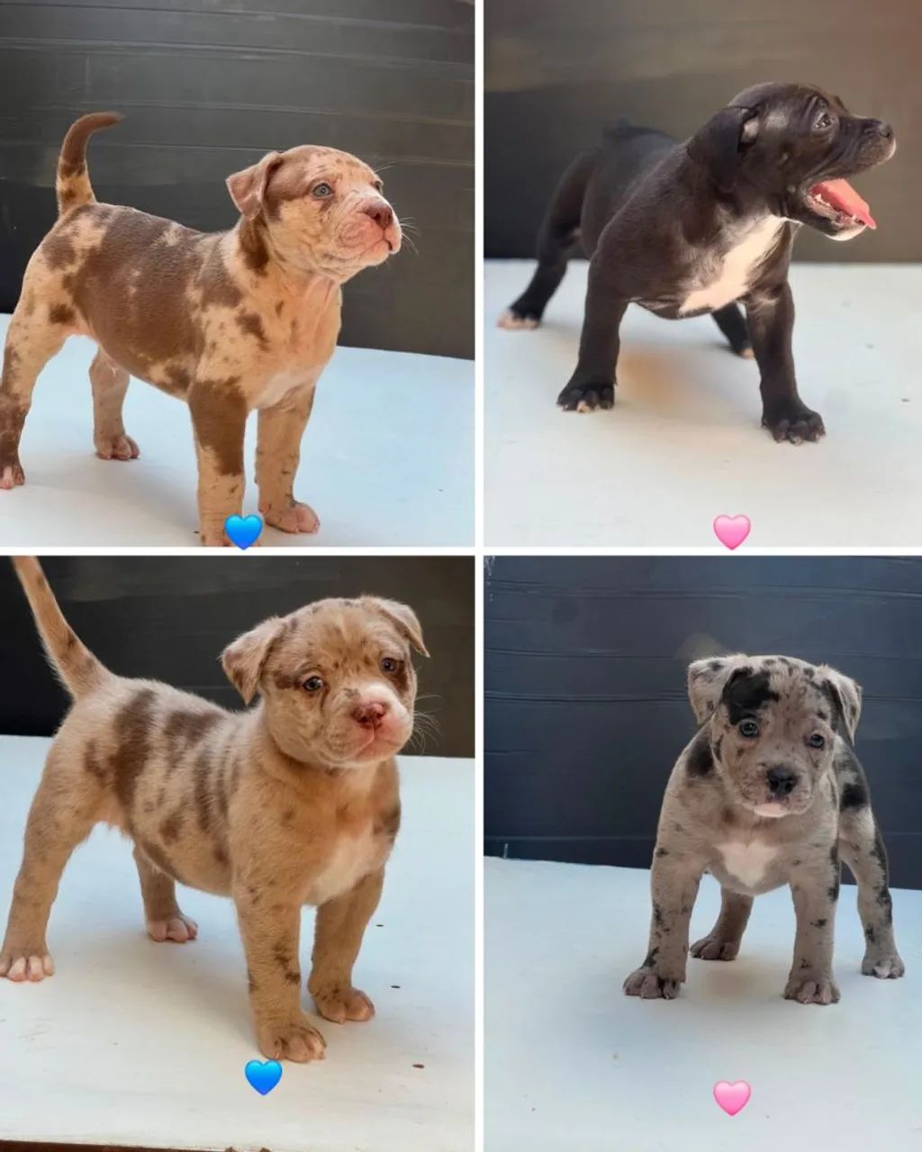 Filhotes PitBull com Pitmonster 