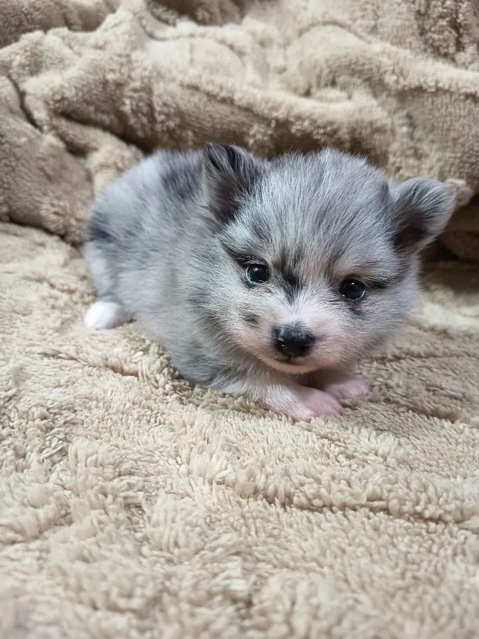 Spitz filhote macho merle - Foto 2
