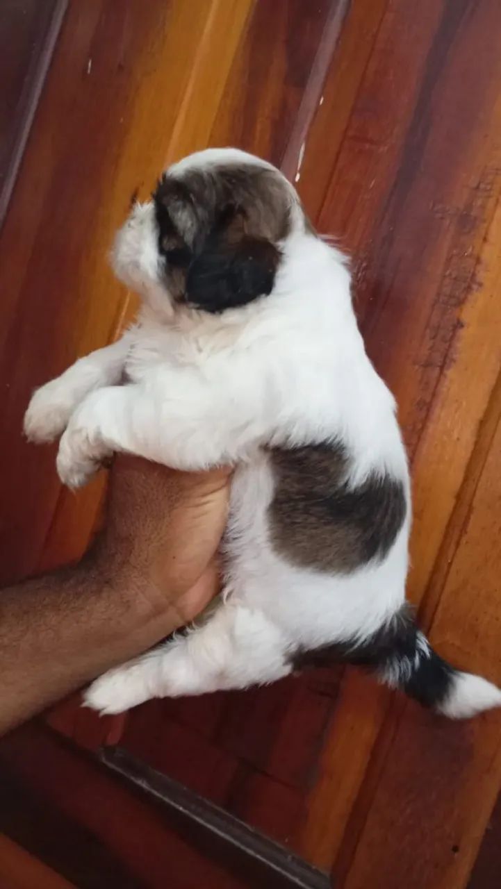 Lindo casal de Shitzu disponível pronta entrega  - Foto 3