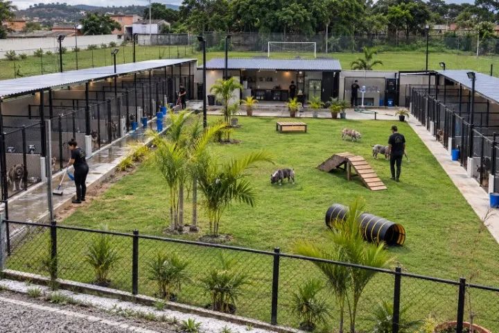 filhotes de american bully  - Foto 4