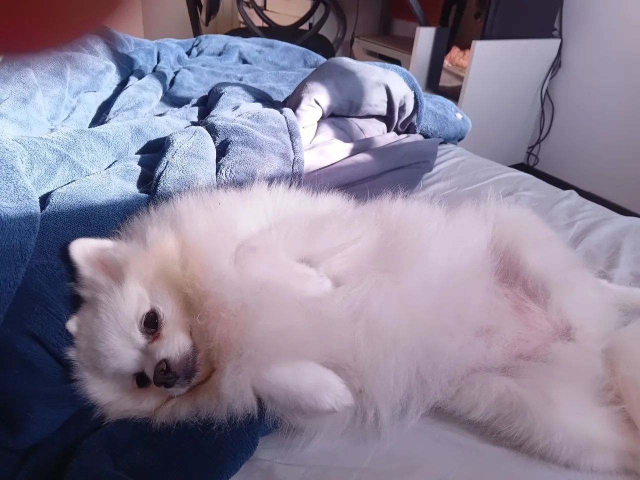 Cuidadora de cachorro