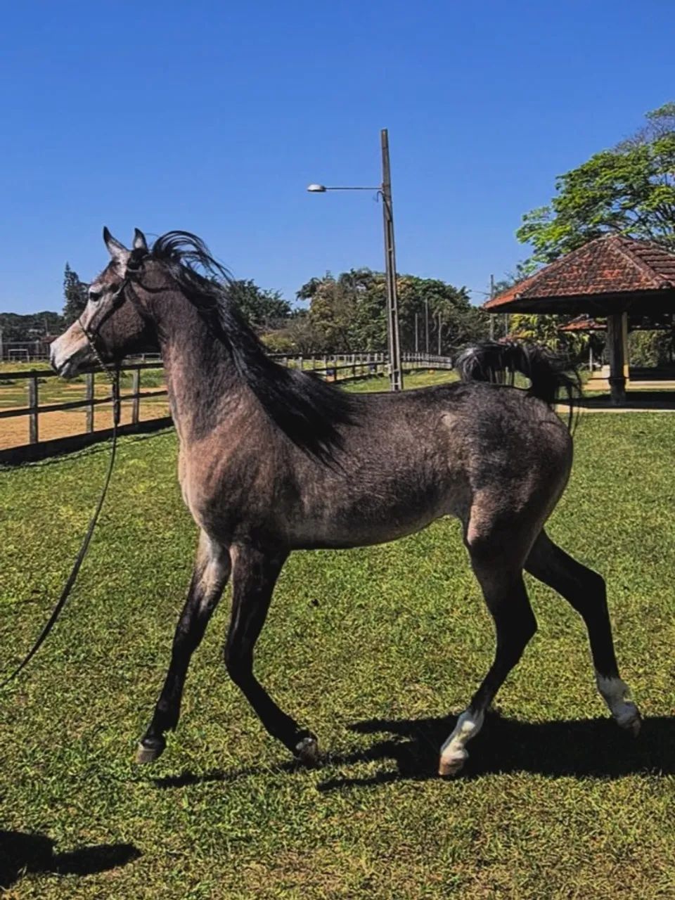 Cavalo Puro Sangue Árabe (Potro) - Foto 2