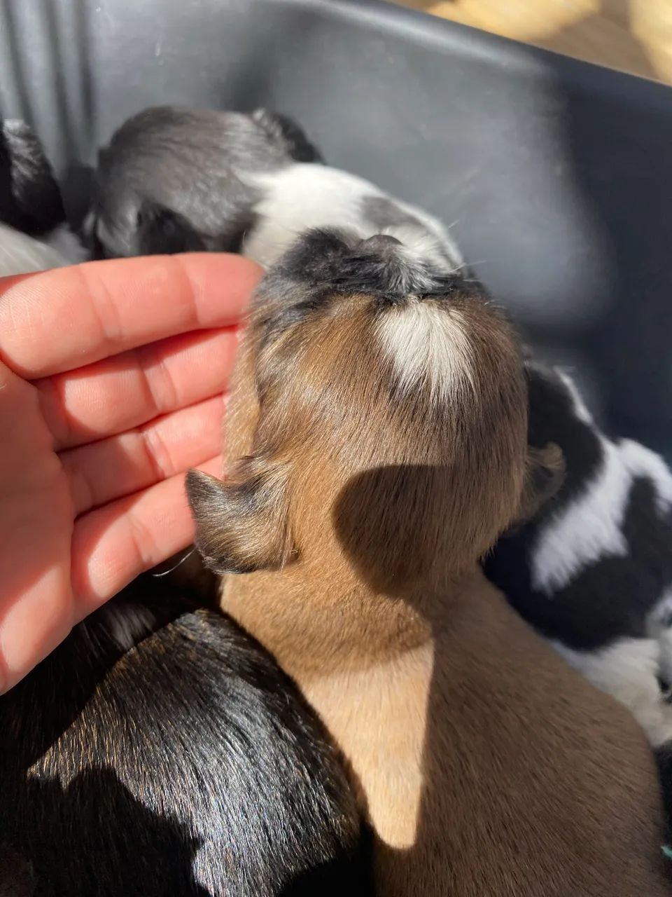 Machinho shihtzu  - Foto 4
