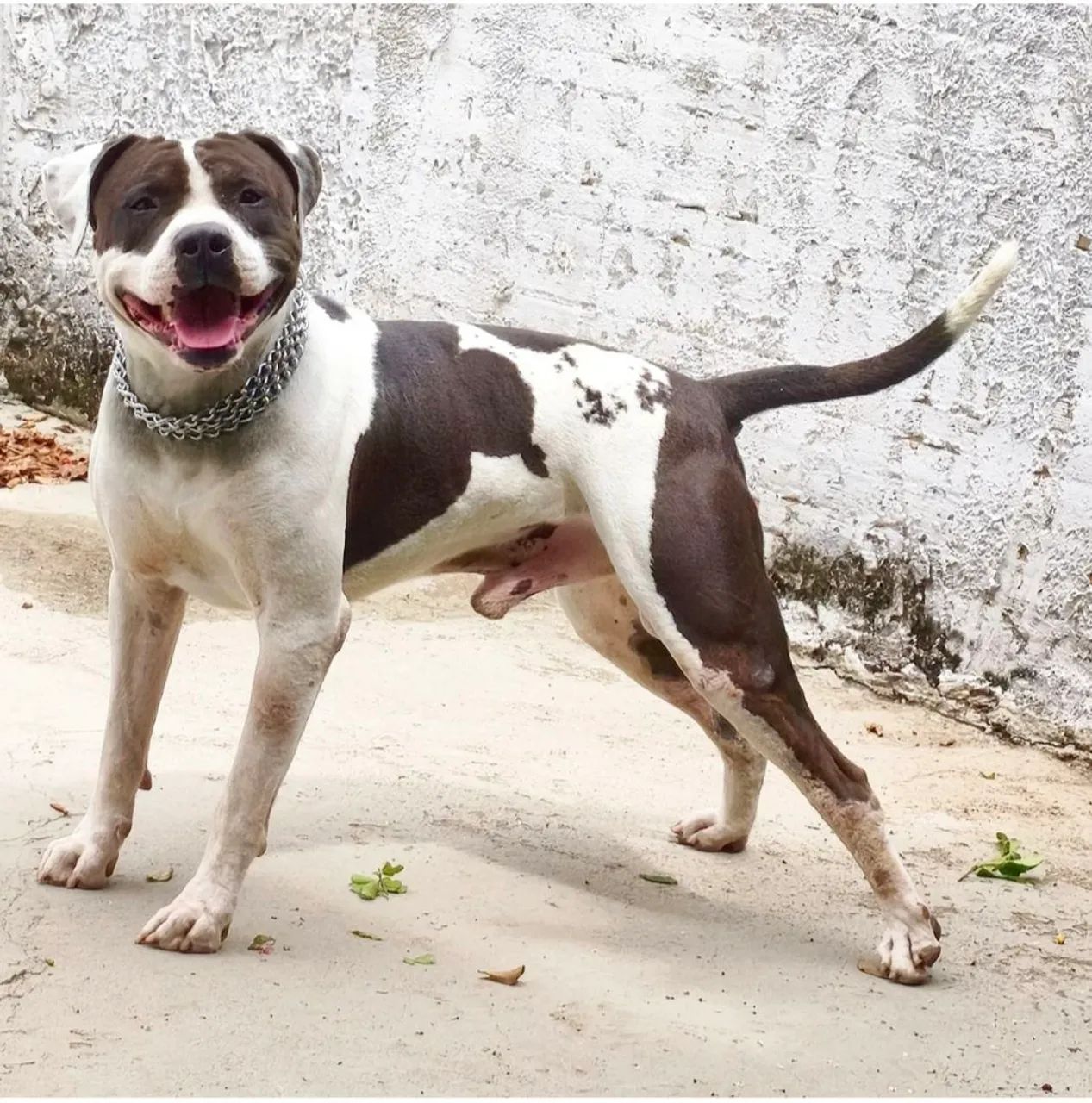 Doação - Pit bull dócil 6 anos - Foto 2