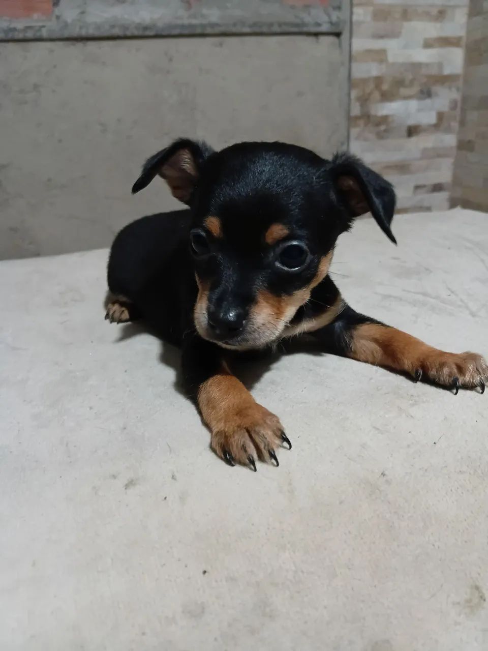 Pinscher é macho N 01 - Foto 5