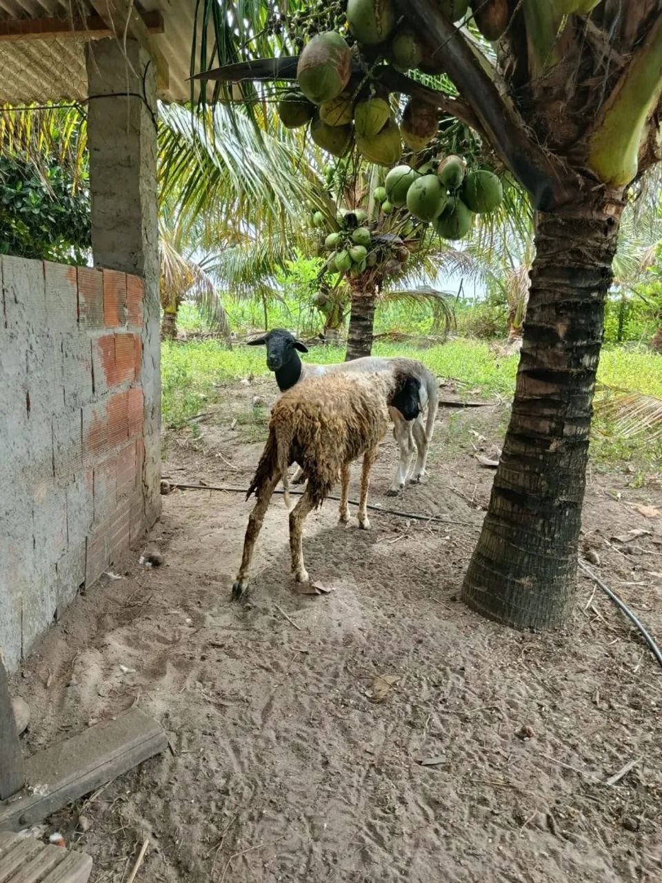 Carneiro e duas ovelha  - Foto 2