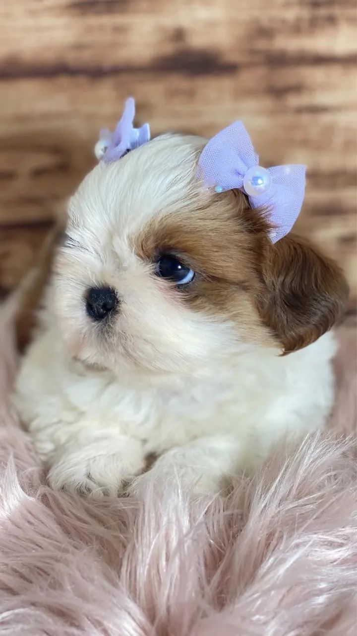 Shihtzu macho e fêmea  - Foto 3