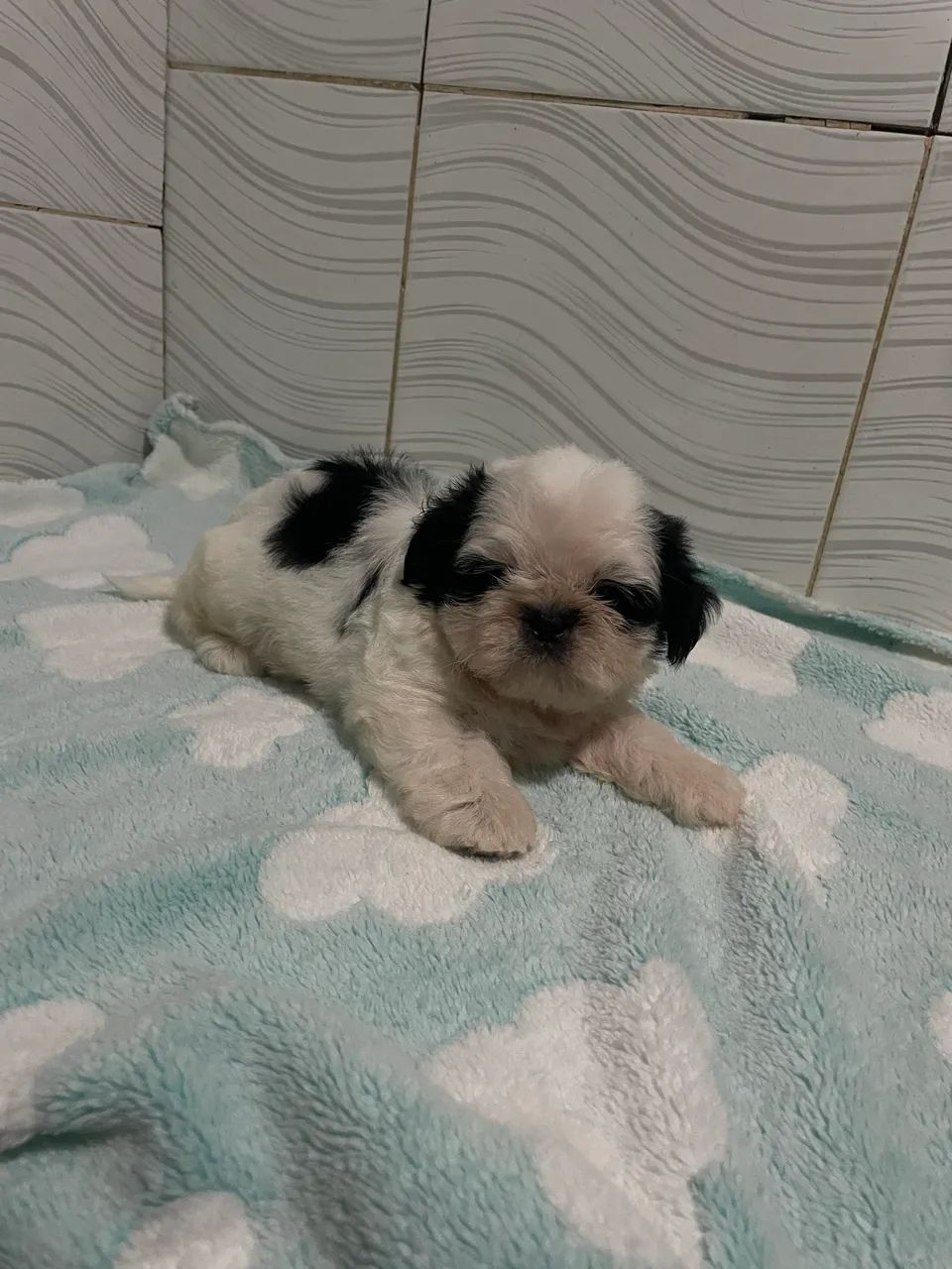 Shih tzu macho  - Foto 5