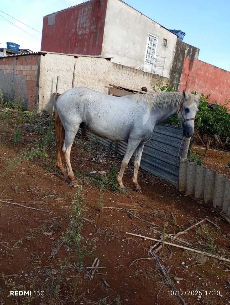 Cavalo branco marchador  - Foto 2