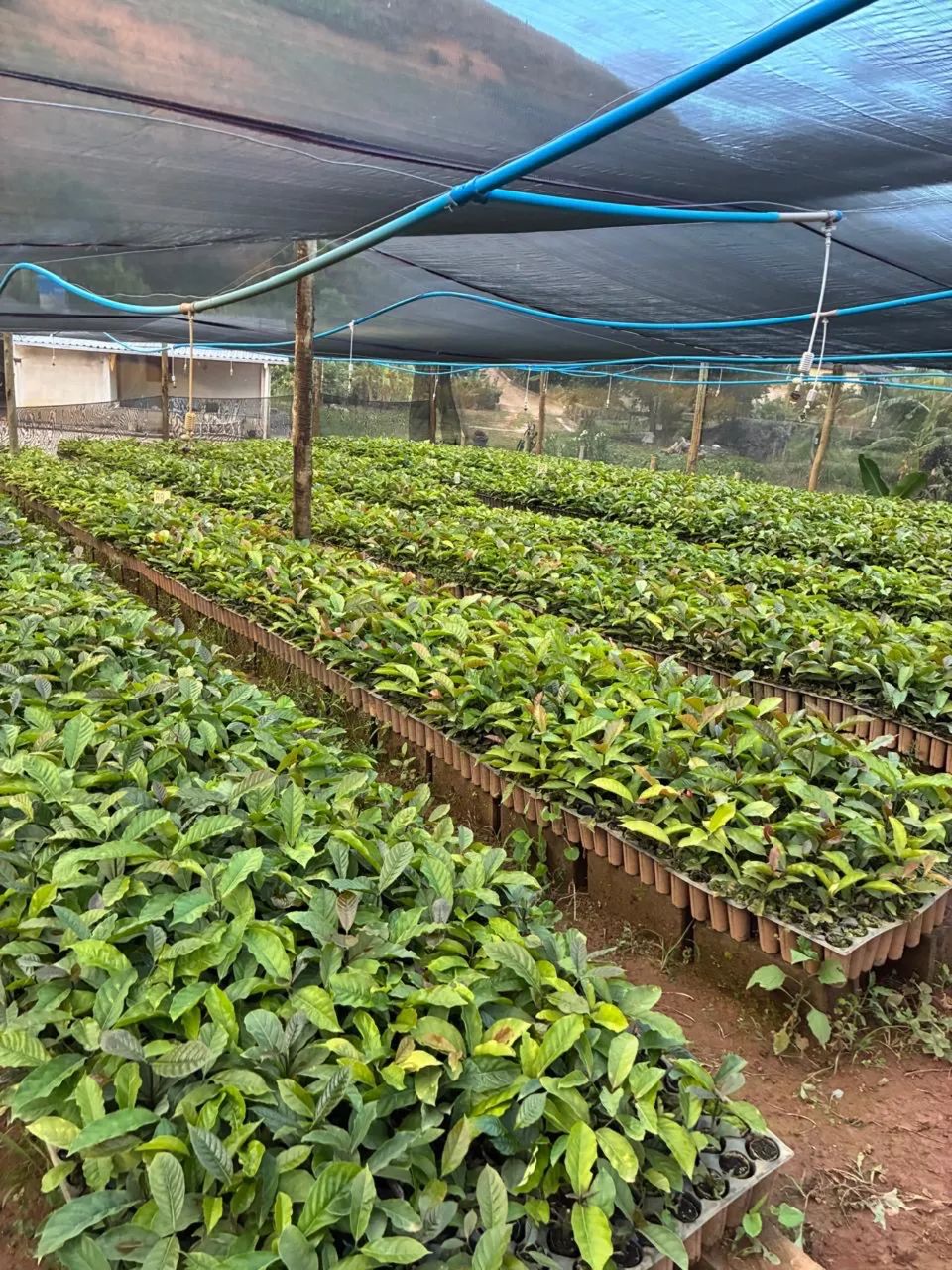 Mudas de café conilon - Foto 3