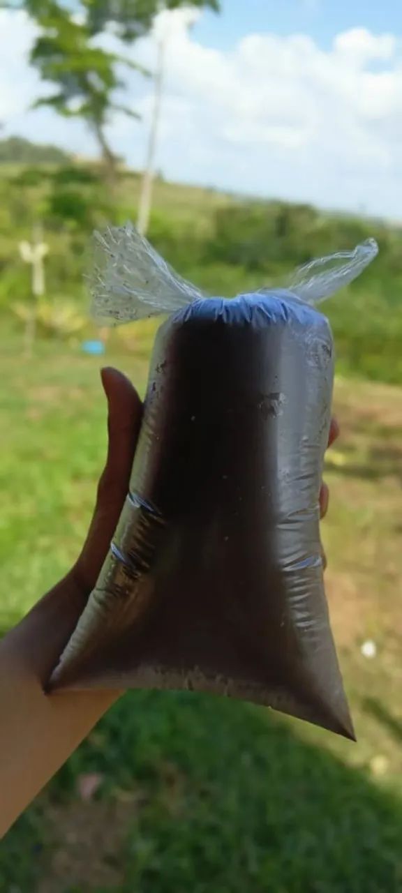 Açaí  - Foto 2