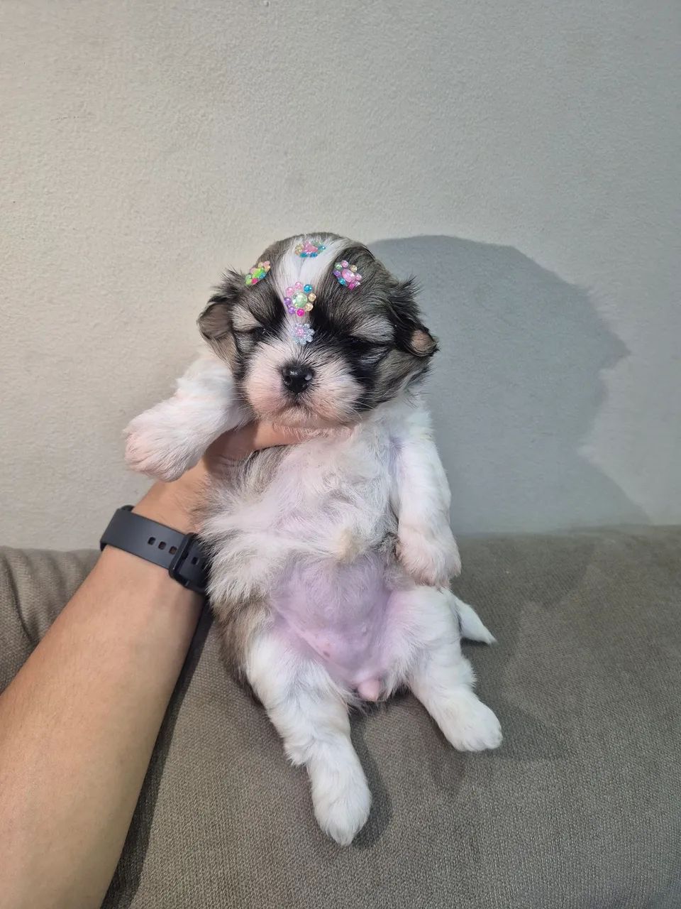 Shitzu femea micro
