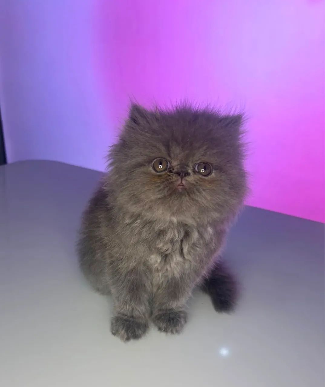 Gato Persa Macho