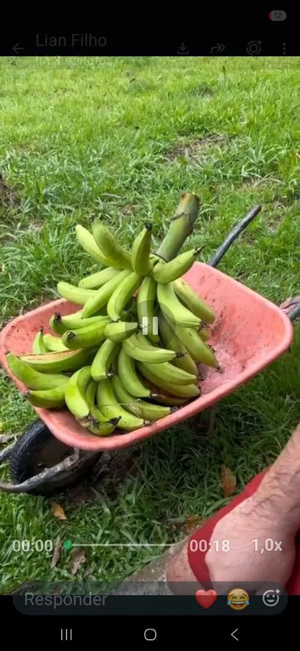 Mudas de bananas BRS TERRA ANÃ PACOVAN - Foto 3