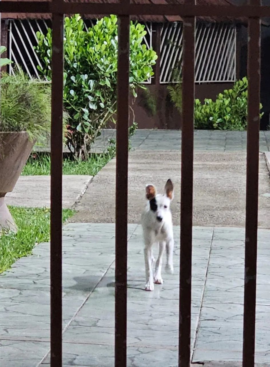 Cachorrinho dócil adoção  - Foto 2