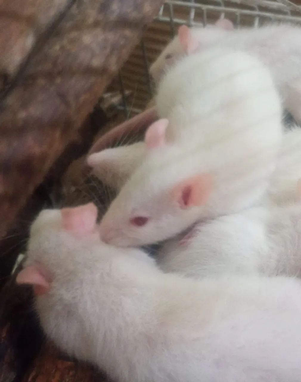 Hamster Twister Rato de Laboratório  - Foto 2