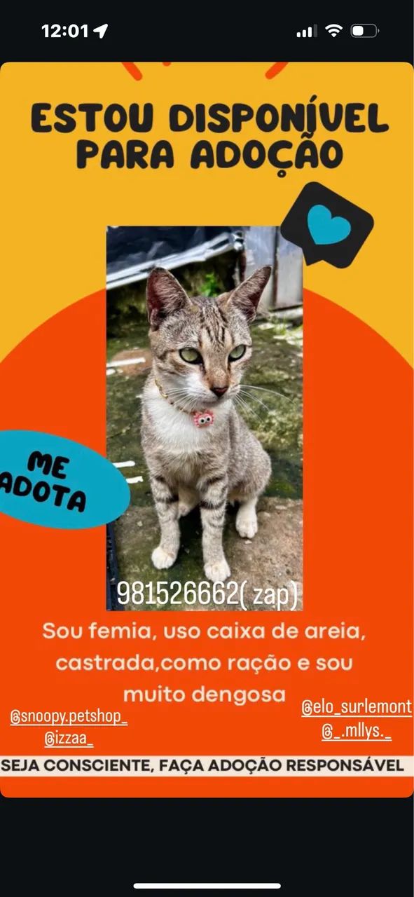 adoção gatinha 