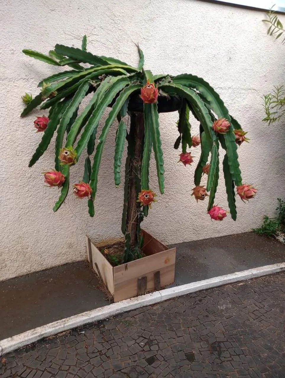 Mudas de pitaya  - Foto 2