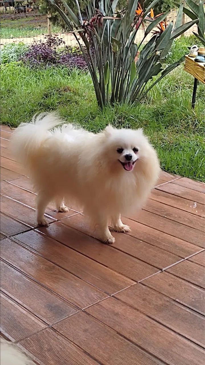 Spitz Alemão Anão | Lulu da Pomerania  - Foto 4