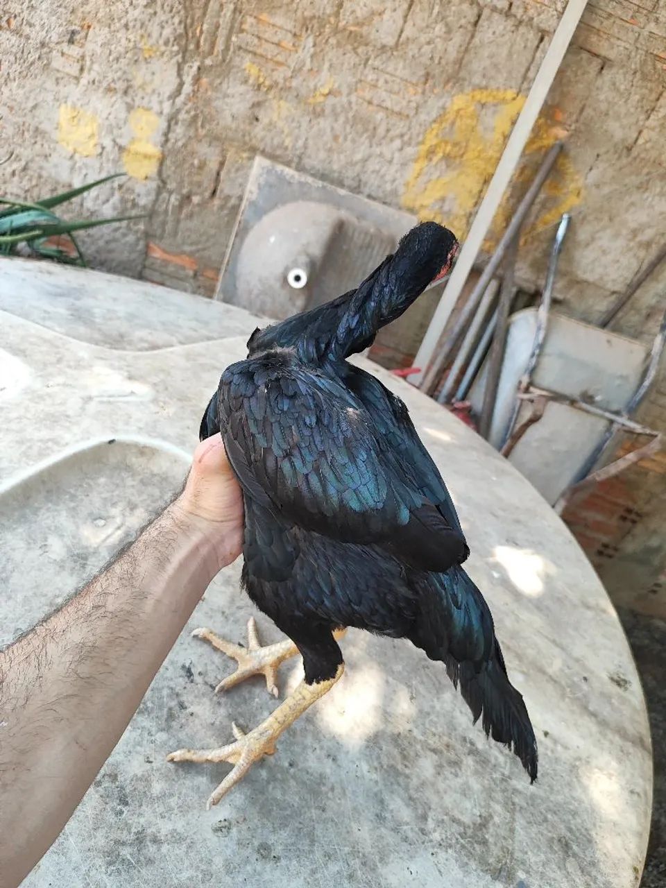 Raça Índio Puro - Foto 5