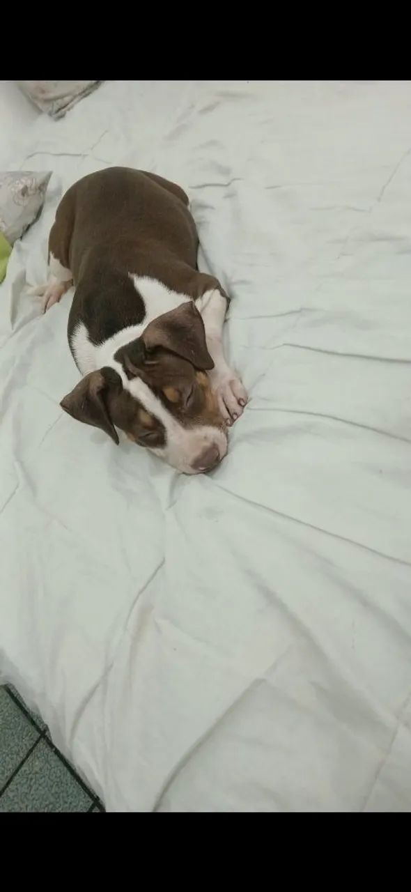 Cachorro Pit Monster