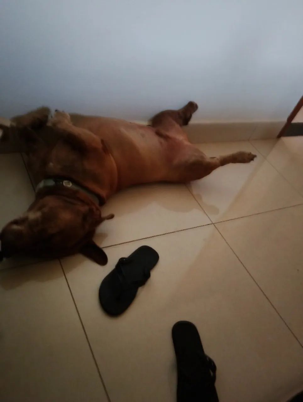 Doa-se pet macho - Foto 5