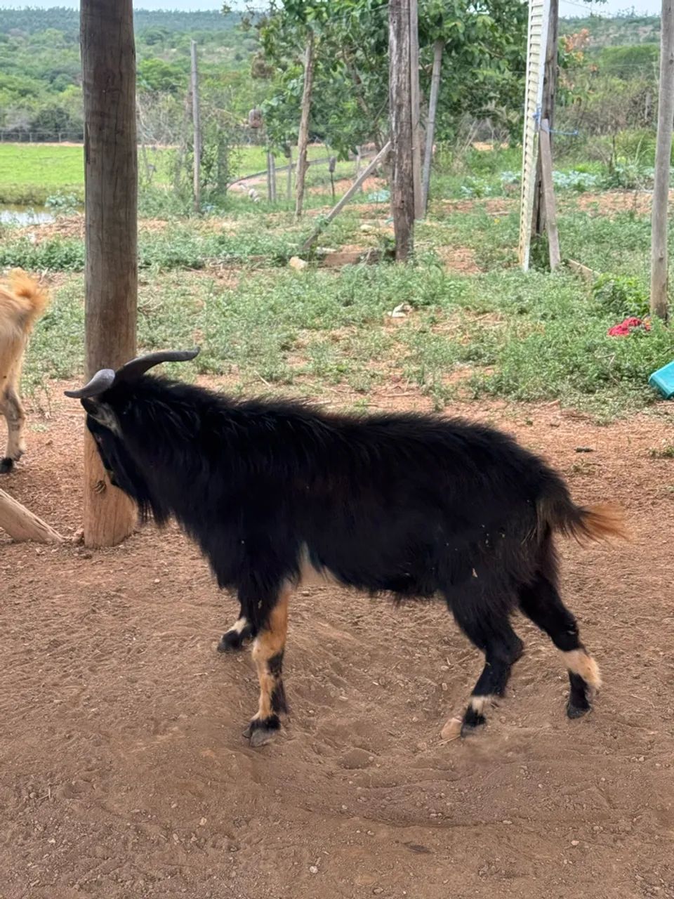 Lote Mini bode - Foto 4