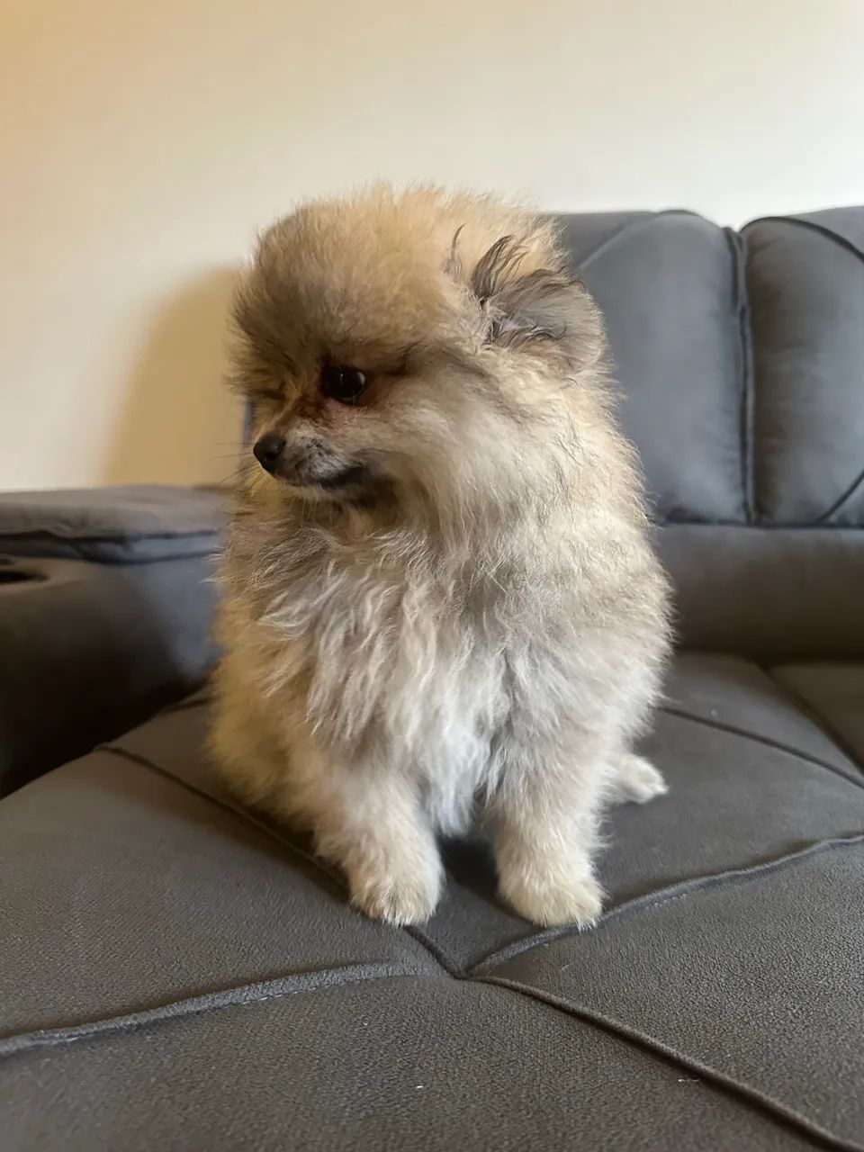 Spitz alemão  - Foto 4