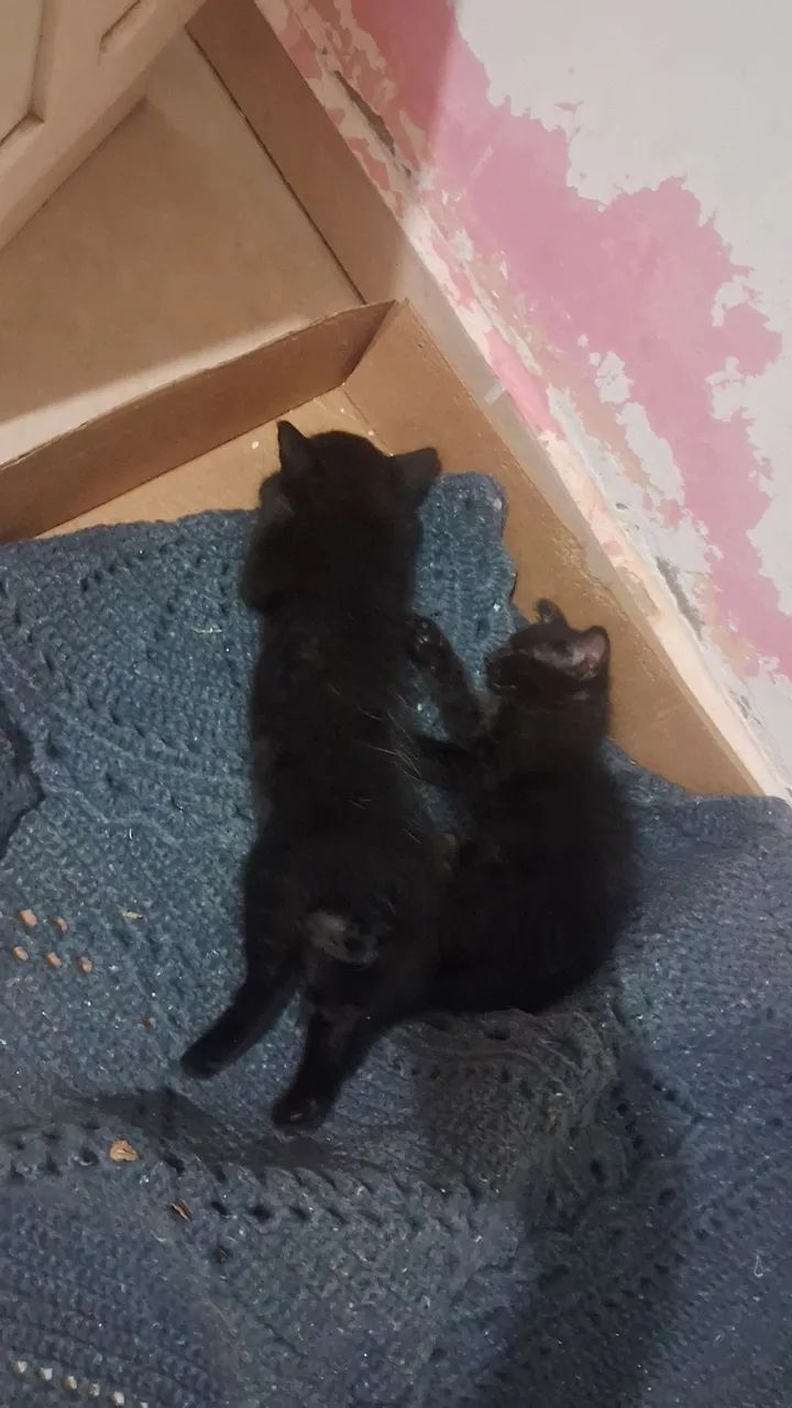 Doando gato - Foto 3