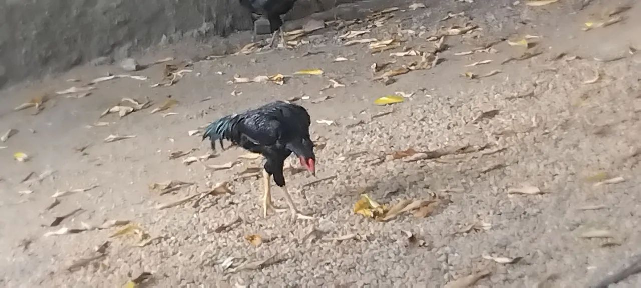 Vendo 4 galinhas e 2 galos da raça índio/carioca - Foto 2