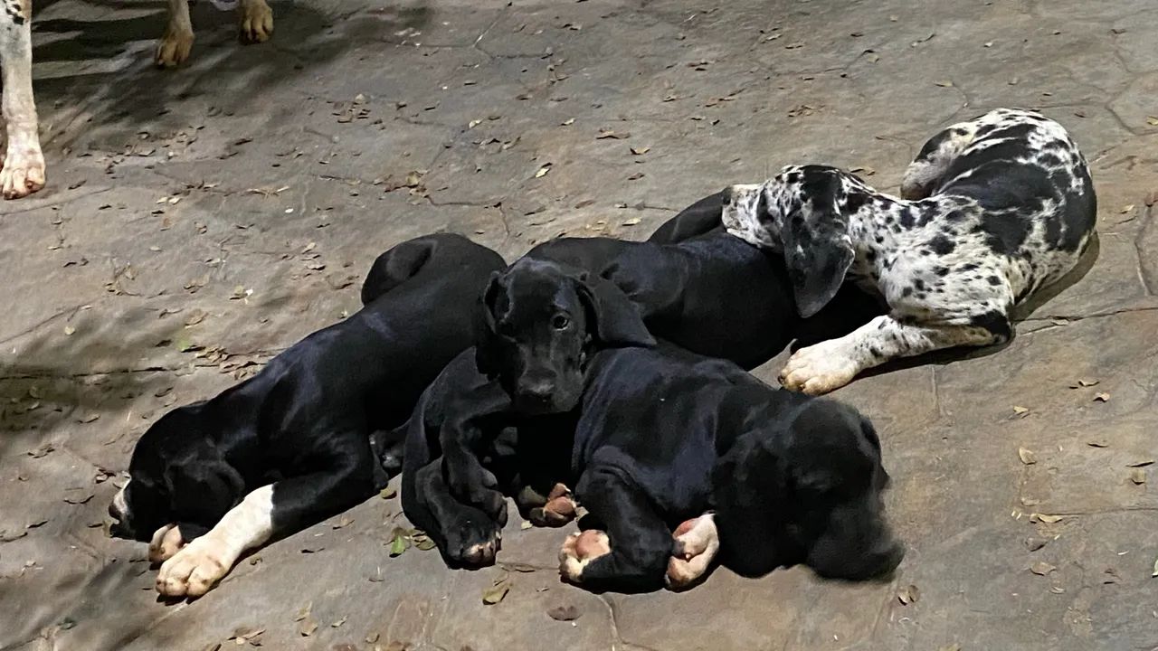 Filhotes Dogue alemão  - Foto 2