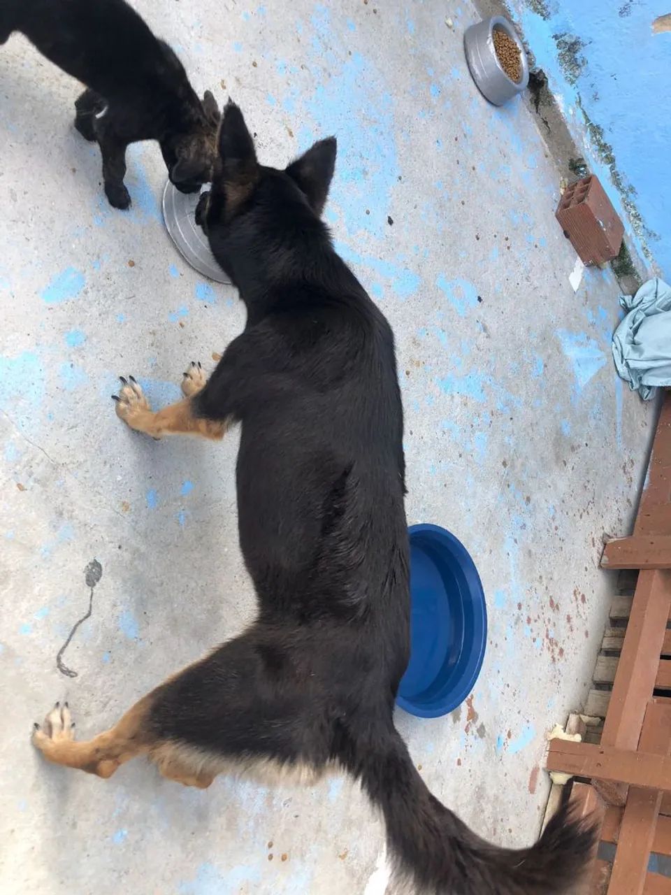 Adoção porte pequeno  - Foto 2
