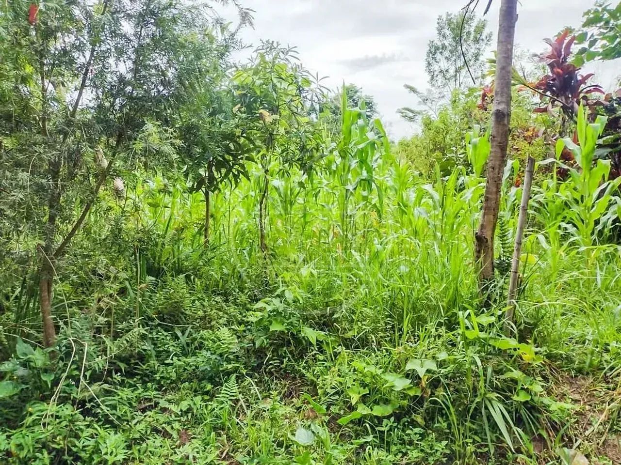 Chácara à venda na Barragem - Foto 2