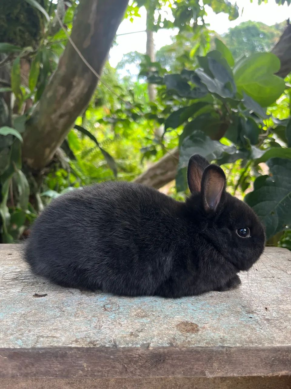 Mini coelho Netherland Padrão Pet 