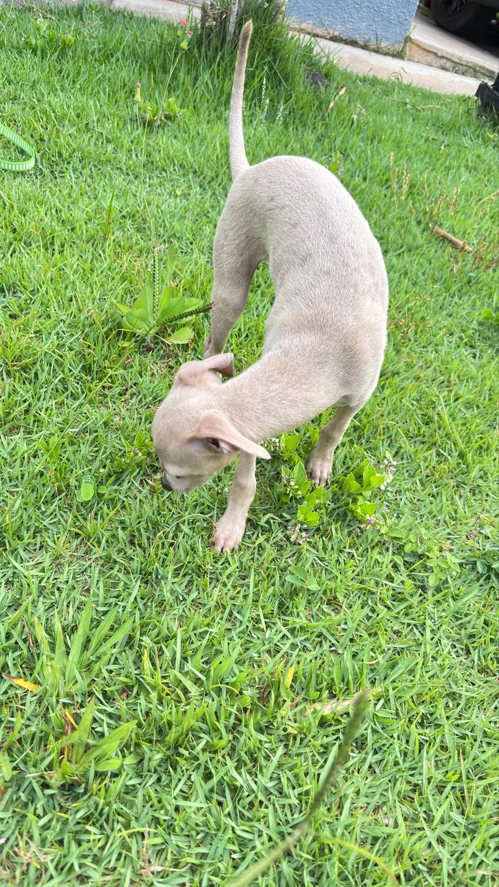 Galgo italiano macho - Foto 3