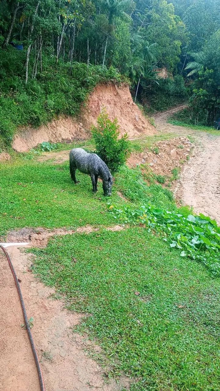Vendo pônei  - Foto 2