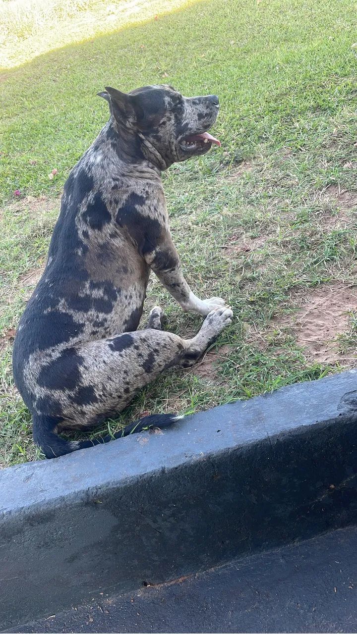 Pit monster  - Foto 2