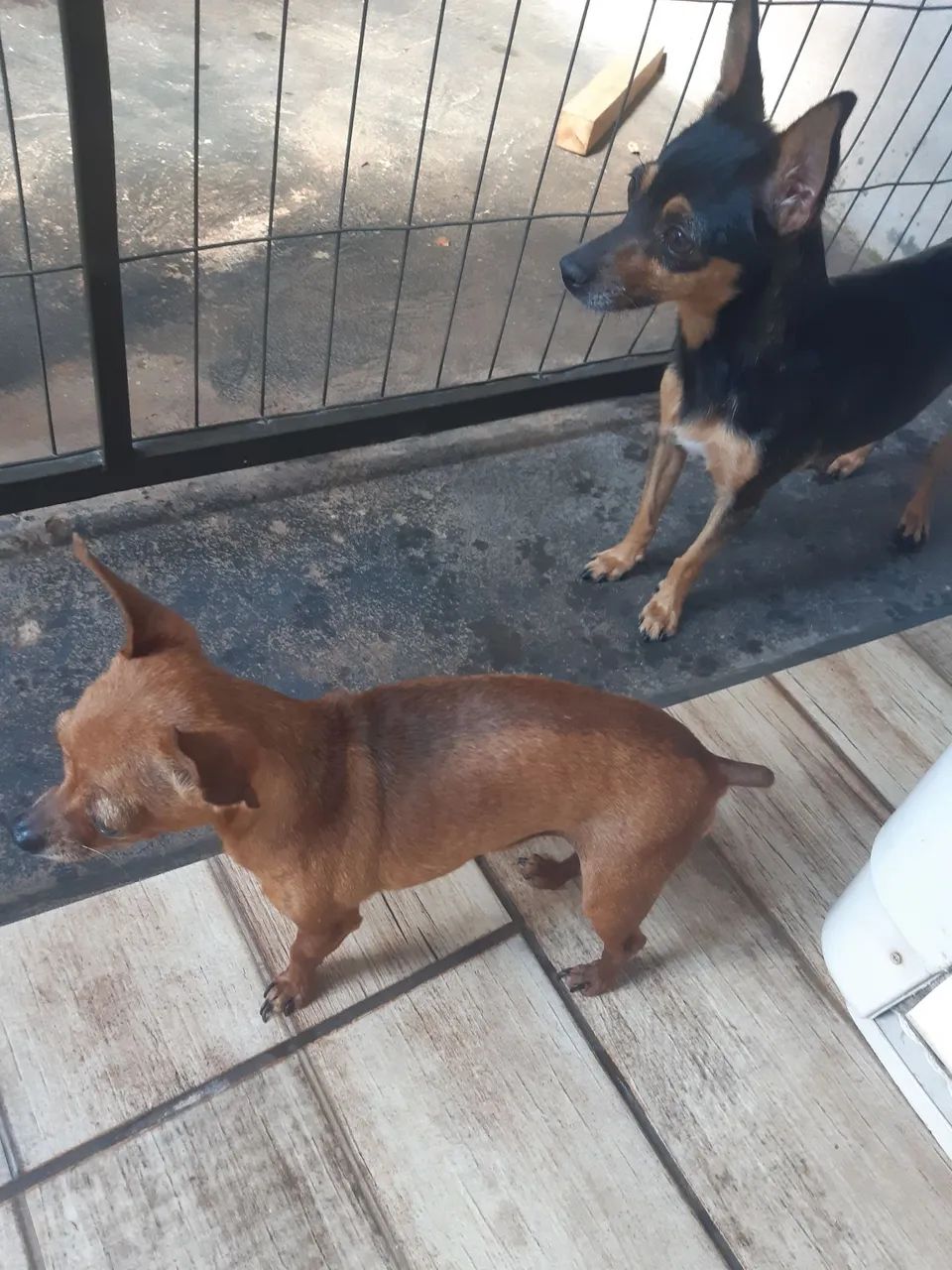 Vendo pincher 0 ×1 - Foto 3
