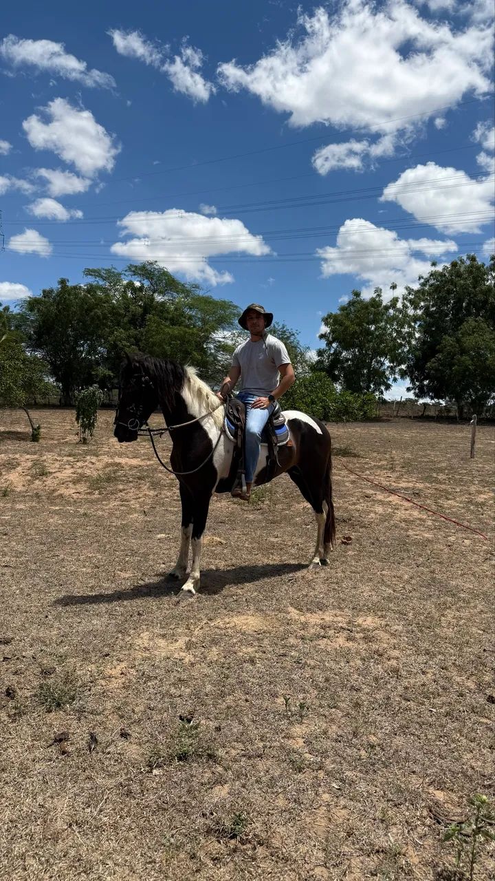 Cavalo