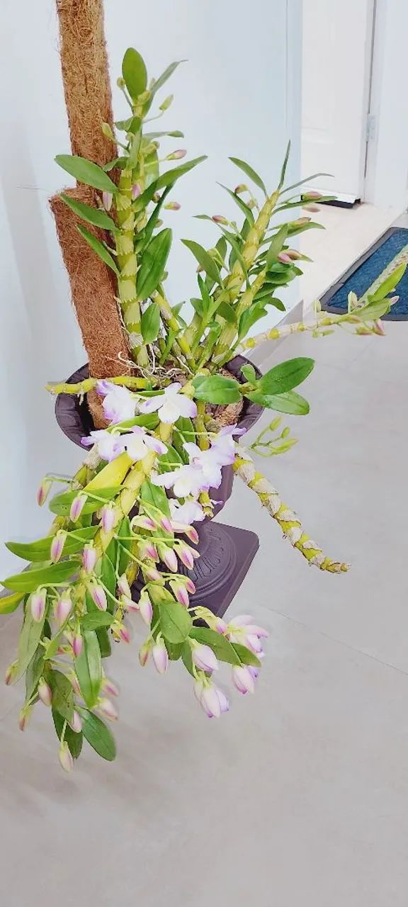 ORQUÍDEA  - Foto 5