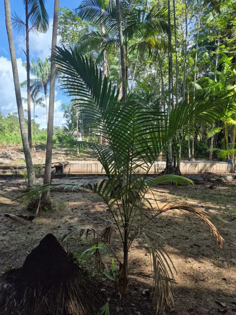 VENDA DE TERRENO COM IGARAPÉ - Foto 4