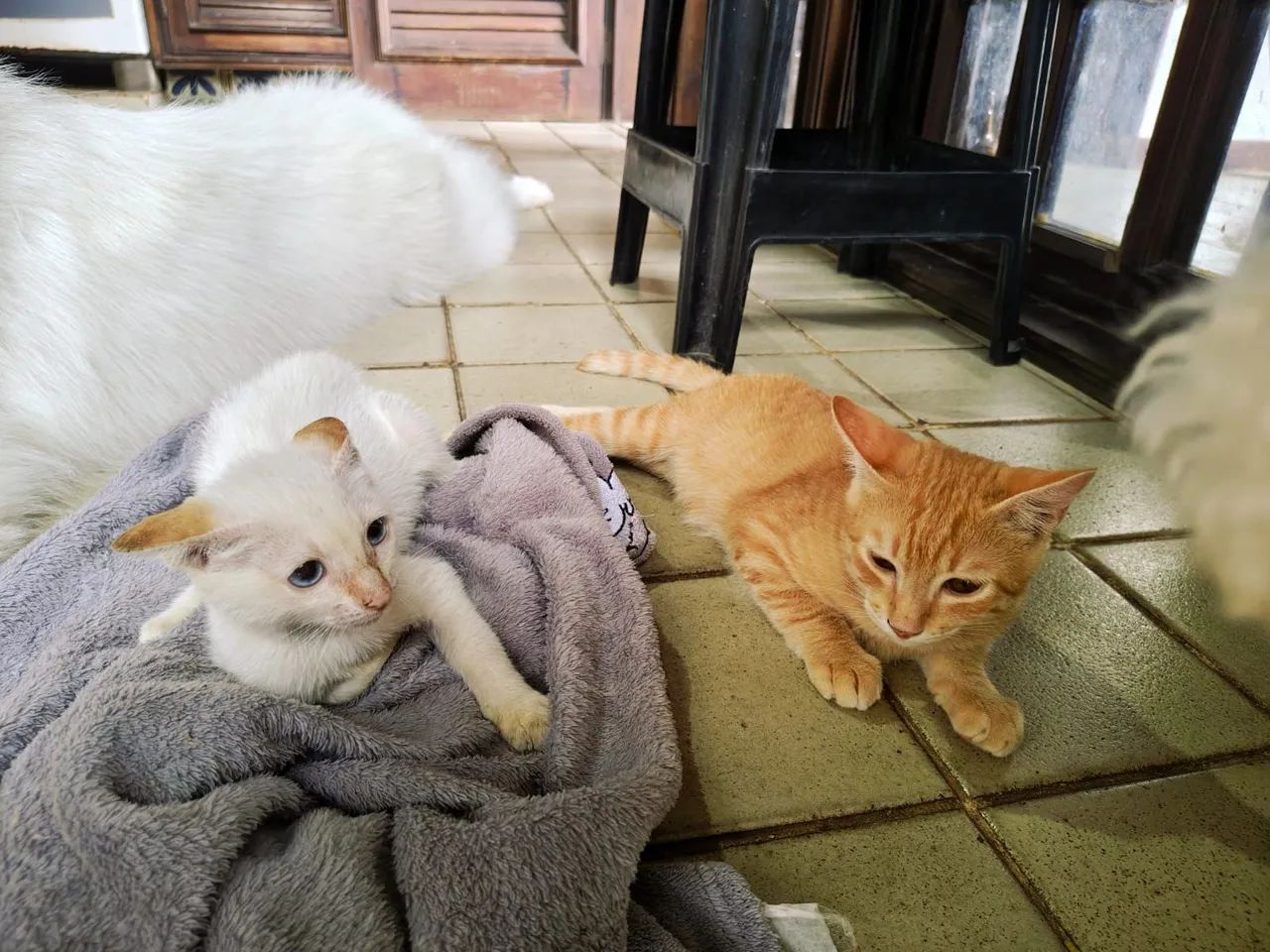 Gatinho  - Foto 5